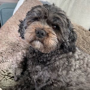 Meet your Posher, Tamara